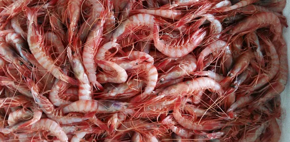 Pescados y Mariscos El Timi