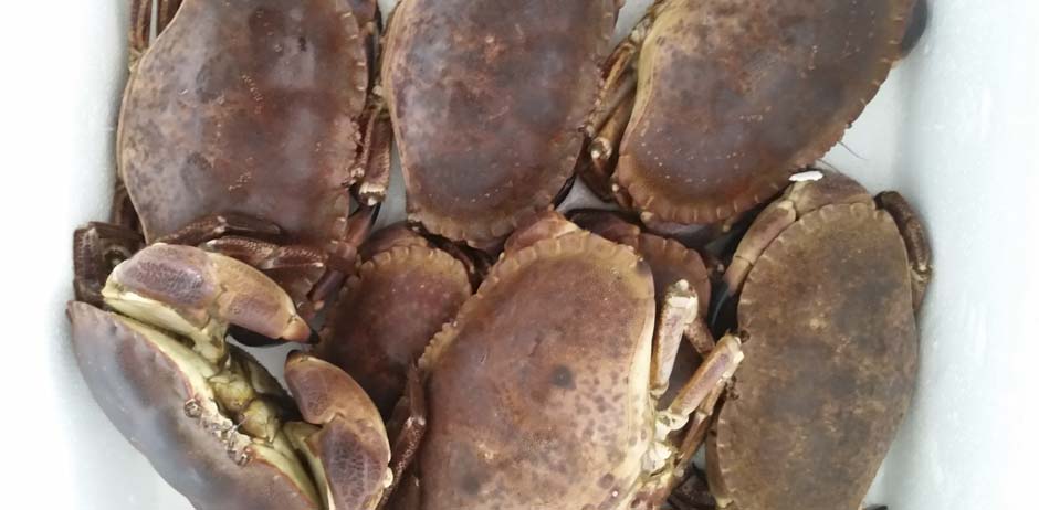 Pescados y Mariscos El Timi