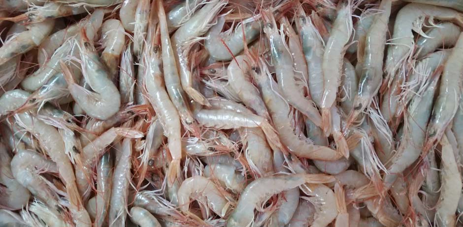 Pescados y Mariscos El Timi